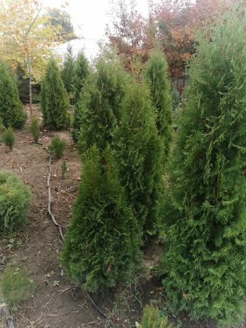 Tuia columnaris  - vedere pepiniera