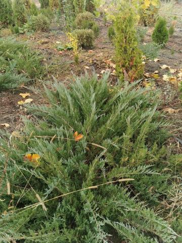 Enupar tarator - vedere pepiniera