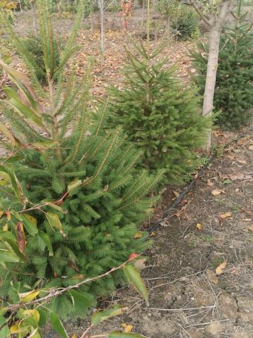 Molid verde - vedere pepiniera