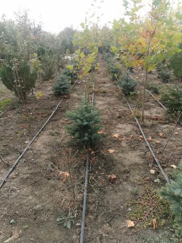 Molid argintiu - vedere pepiniera