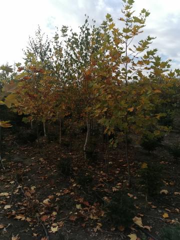 Platan - vedere pepiniera