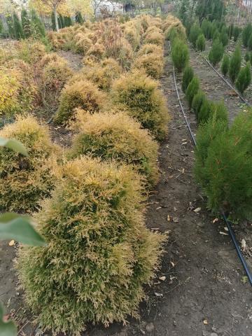 Enupar gold in pepiniera