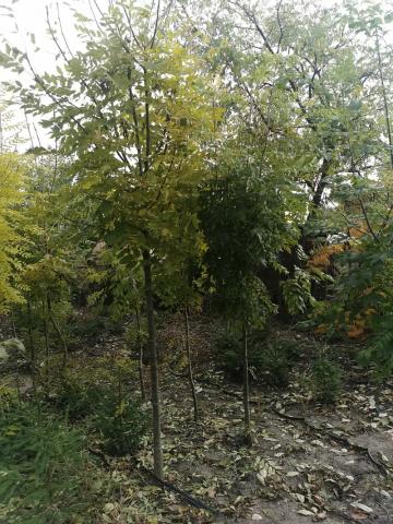 Frasin - vedere pepiniera