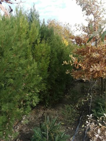 Tuia fastigiata - vedere pepiniera