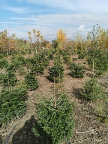 Brad - vedere pepiniera