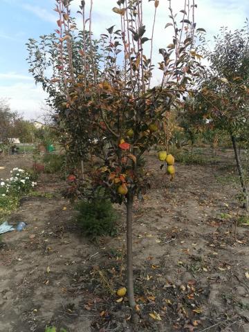 Pomi frunctiferi - vedere pepiniera