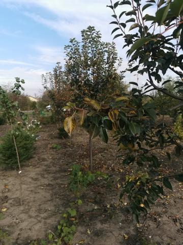 Pomi frunctiferi - vedere pepiniera