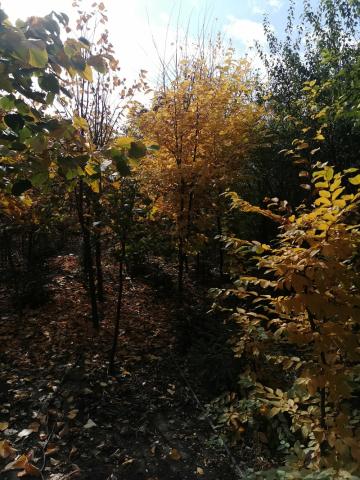 Ligustrum galben - vedere pepiniera
