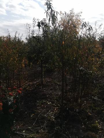 Pomi frunctiferi - vedere pepiniera