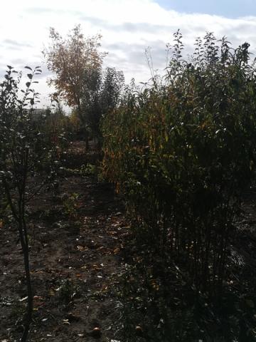 Pomi frunctiferi - vedere pepiniera