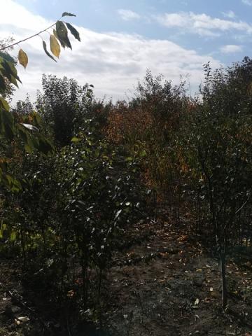 Pomi frunctiferi - vedere pepiniera