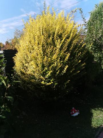 Arbuști pentru gard viu