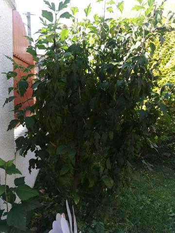 Arbuști pentru gard viu