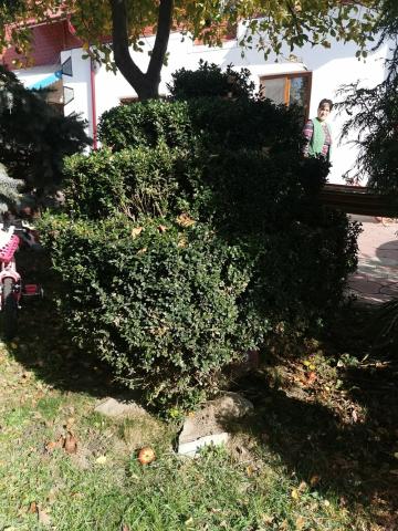 Arbuști pentru gard viu