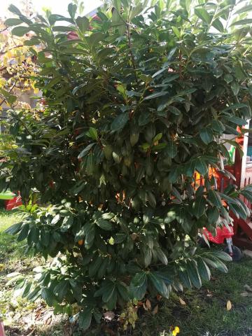 Arbuști pentru gard viu