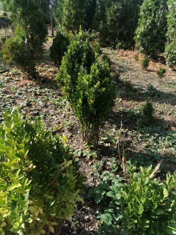 Arbuști pentru gard viu