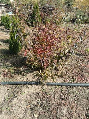 Arbuști pentru gard viu