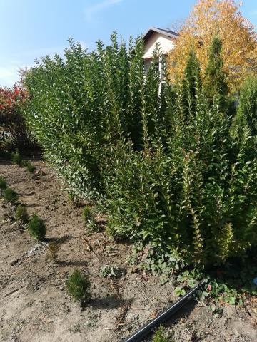 Arbuști pentru gard viu